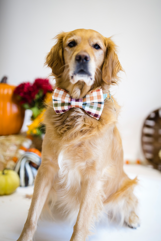 fall bowtie, dog bow tie, bow tie, puppy, plaid, bow, tie, autumn, thanksgiving, doggy bow tie, dog bow,