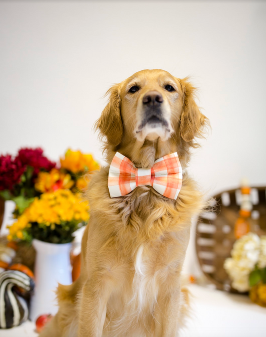 Fall Dog Bow Tie