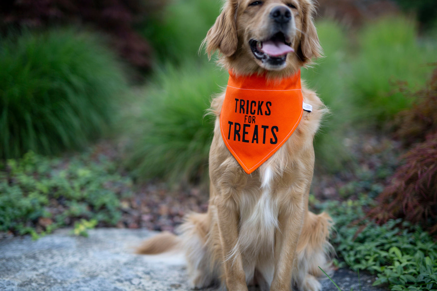Tricks for Treats