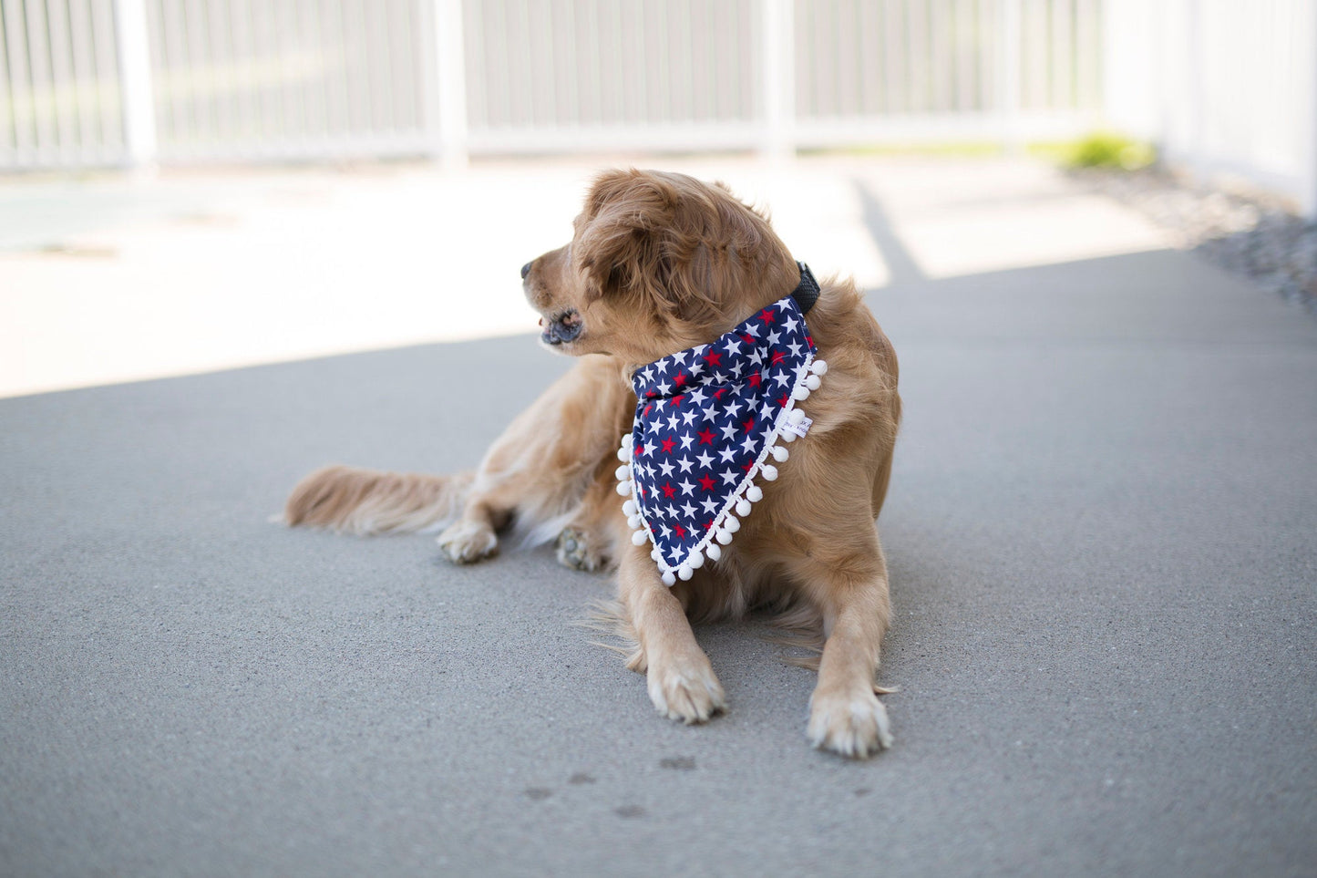 Milo (Independence Day Dog Bandana)
