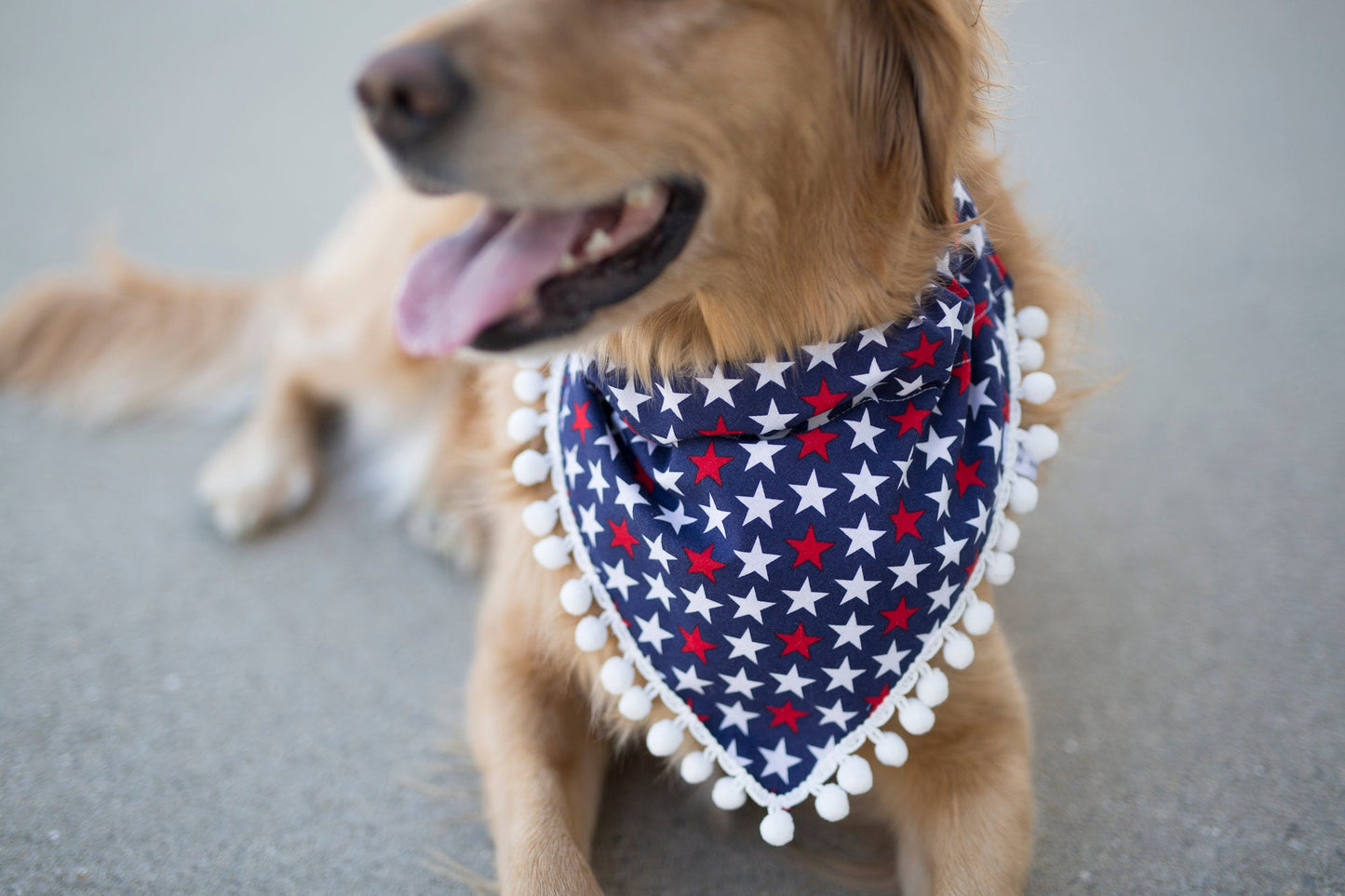Milo (Independence Day Dog Bandana)