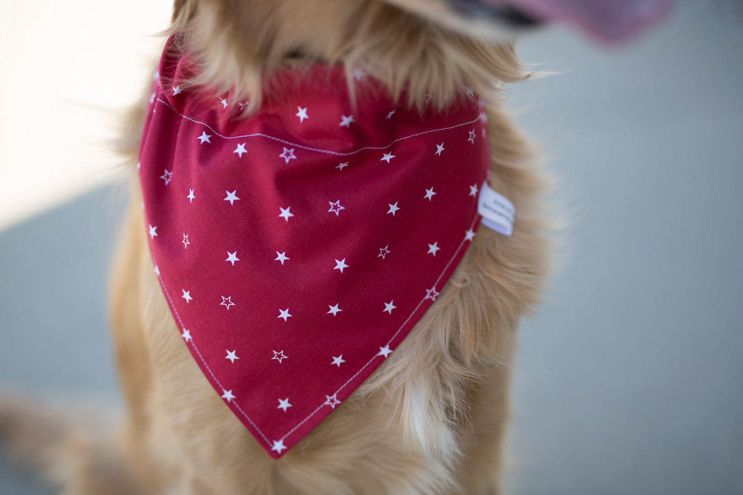 Max (Independence Day Dog Bandana)