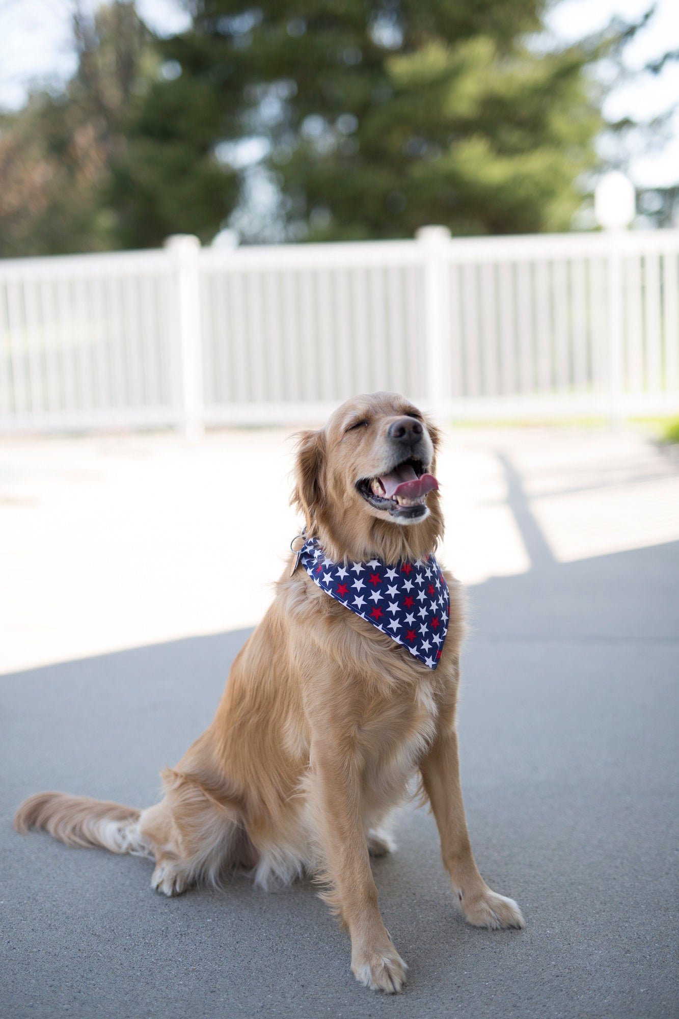 Milo (Independence Day Dog Bandana)
