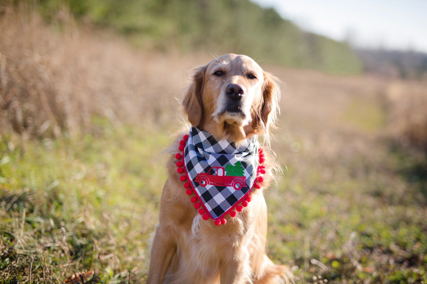 Red truck Christmas, Christmas, Christmas decor, Christmas dog, Christmas dog bandana, dog scarf, over the collar Christmas bandana