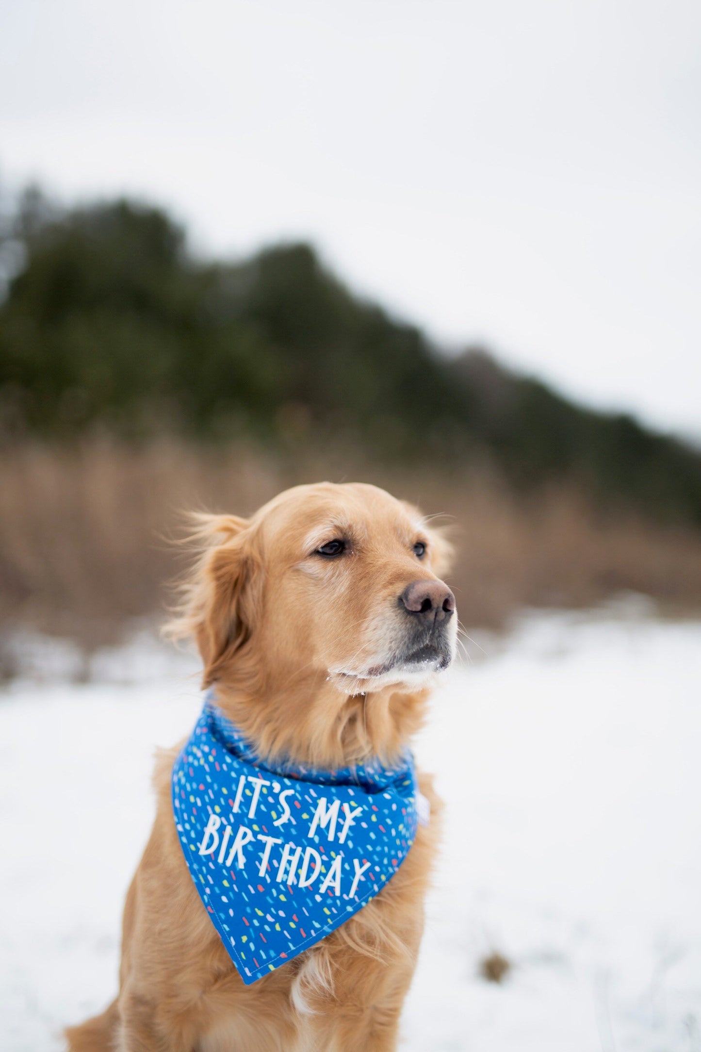 Bentley (Birthday)