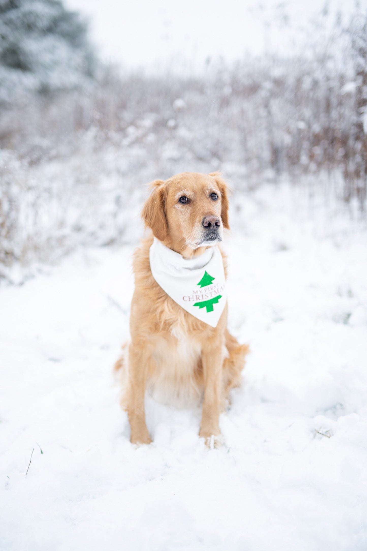 My first Christmas, first Christmas, dogs first Christmas, Christmas, Christmas dog bandana, over the collar dog bandana