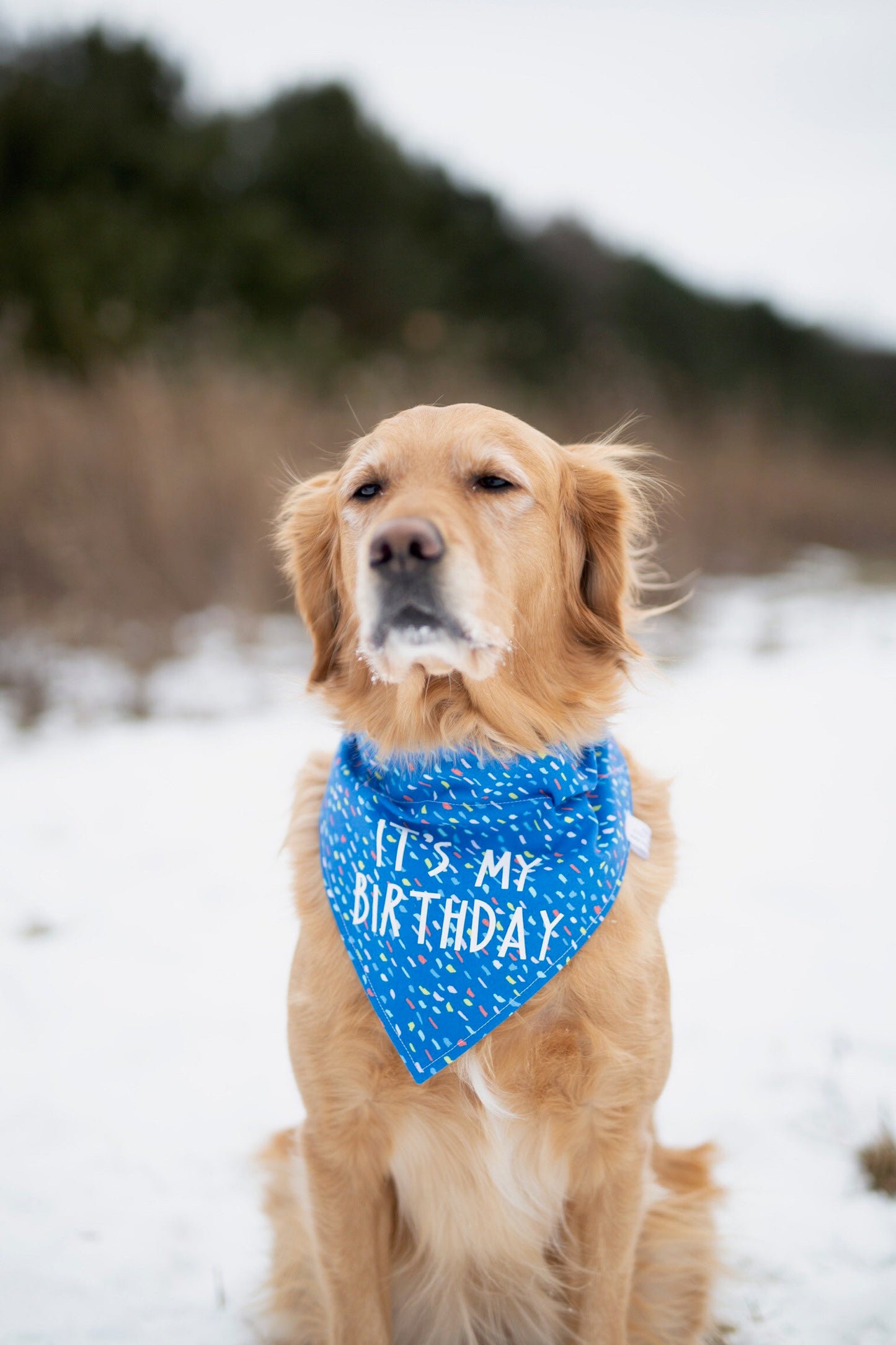Bentley (Birthday)