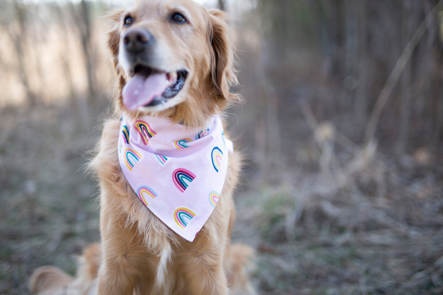 Rainbow dog bandana, rainbow baby, pregnancy announcement, pride dog bandana, over the collar dog bandana, LGBTQ, Pom Pom dog bandana, pink,