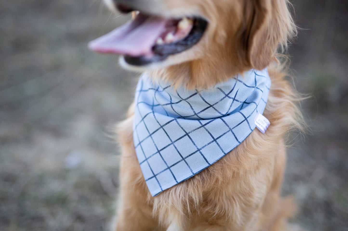 Roy -  Blue Plaid