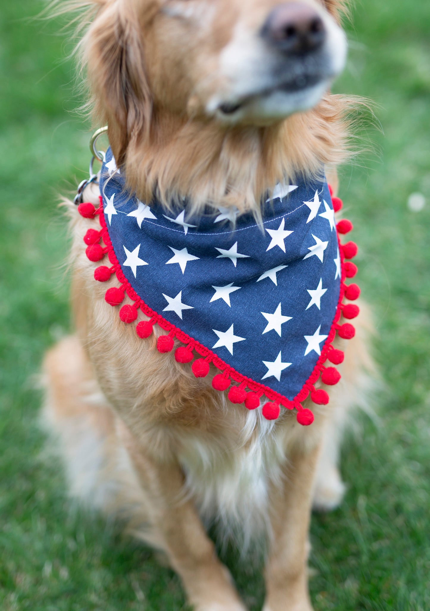 Charlie (Independence Day Dog Bandana)