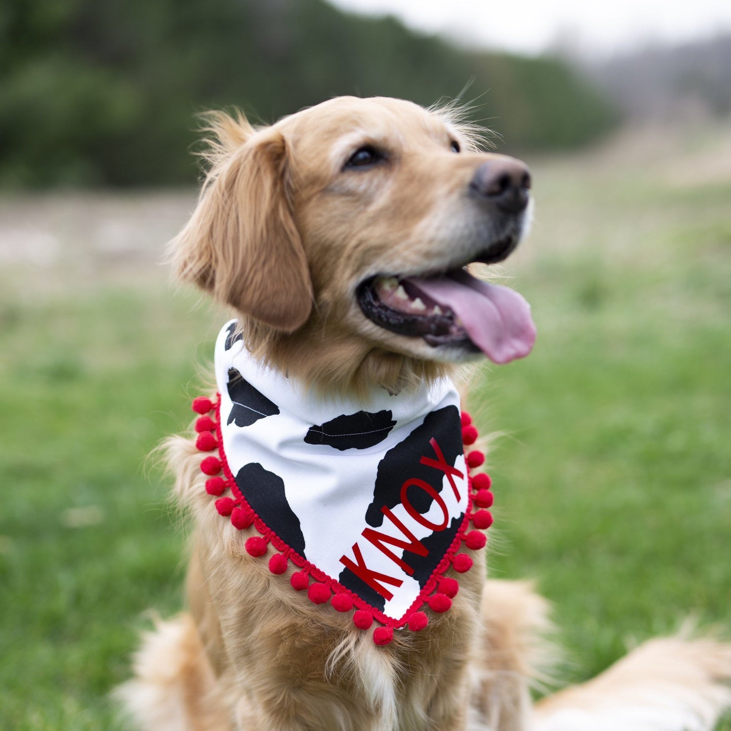 Cow bandana, fast food dog, over the collar dog bandana