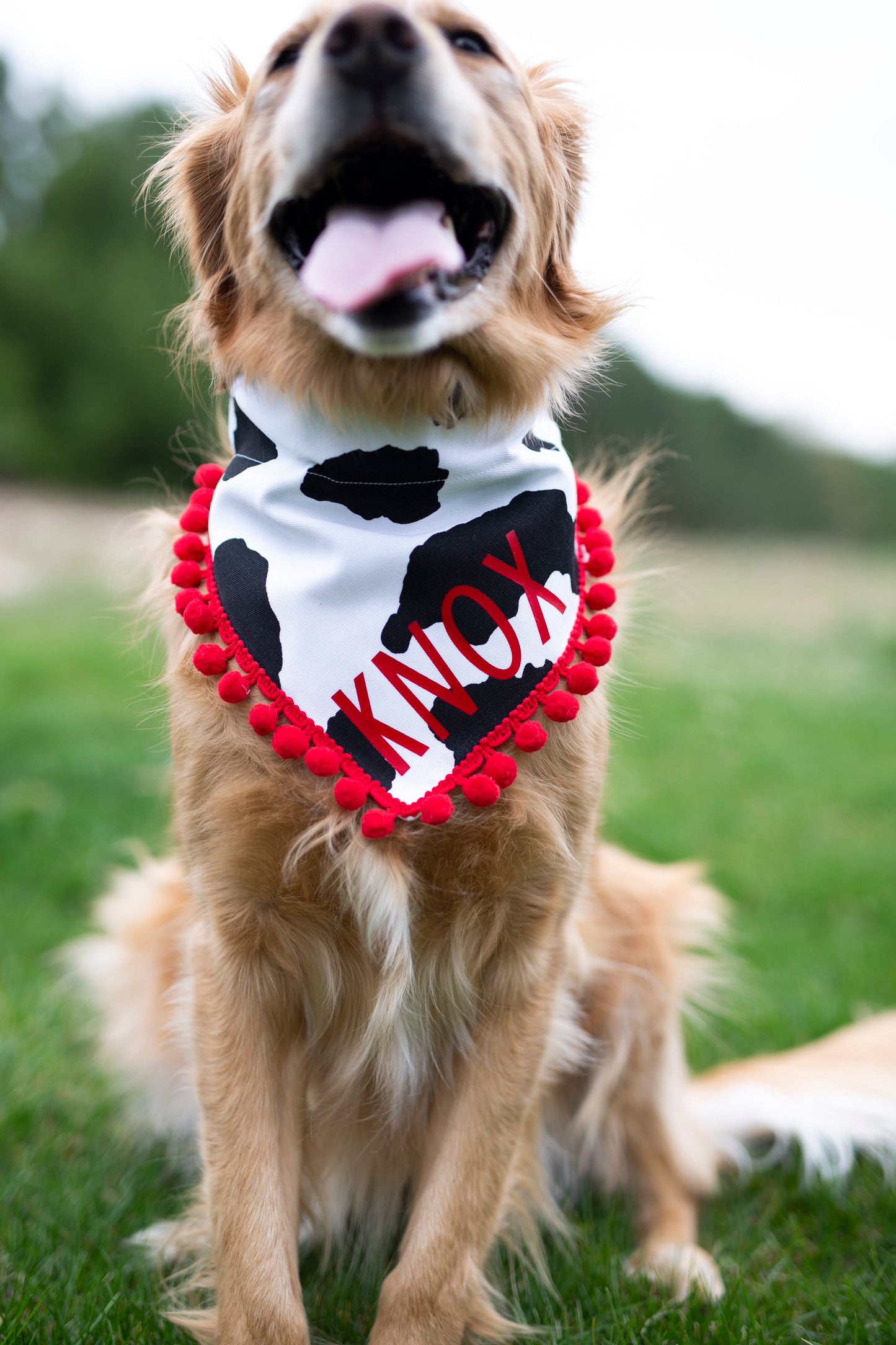 Cow bandana, fast food dog, over the collar dog bandana