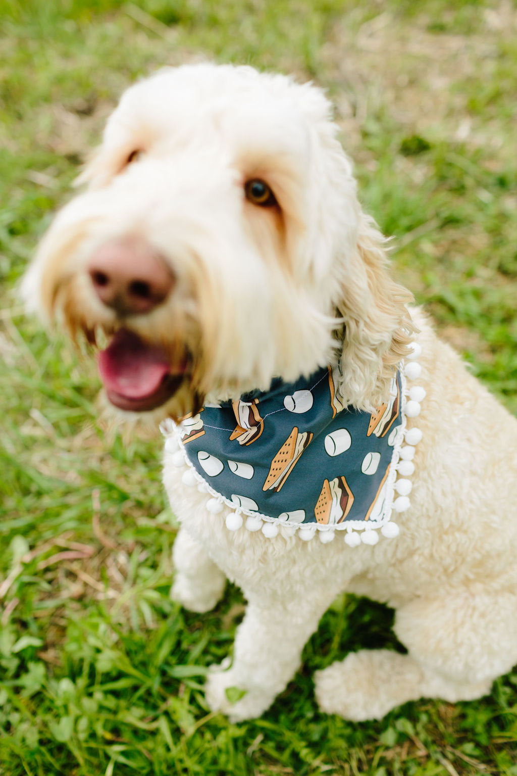 Vail (Summer Dog Bandana)