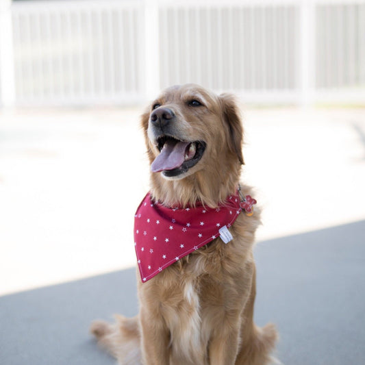 Max (Independence Day Dog Bandana)