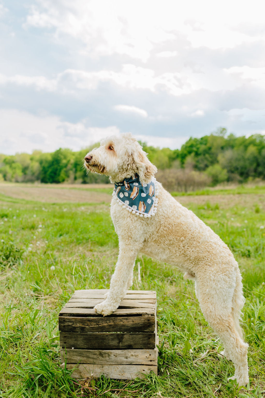 Vail (Summer Dog Bandana)