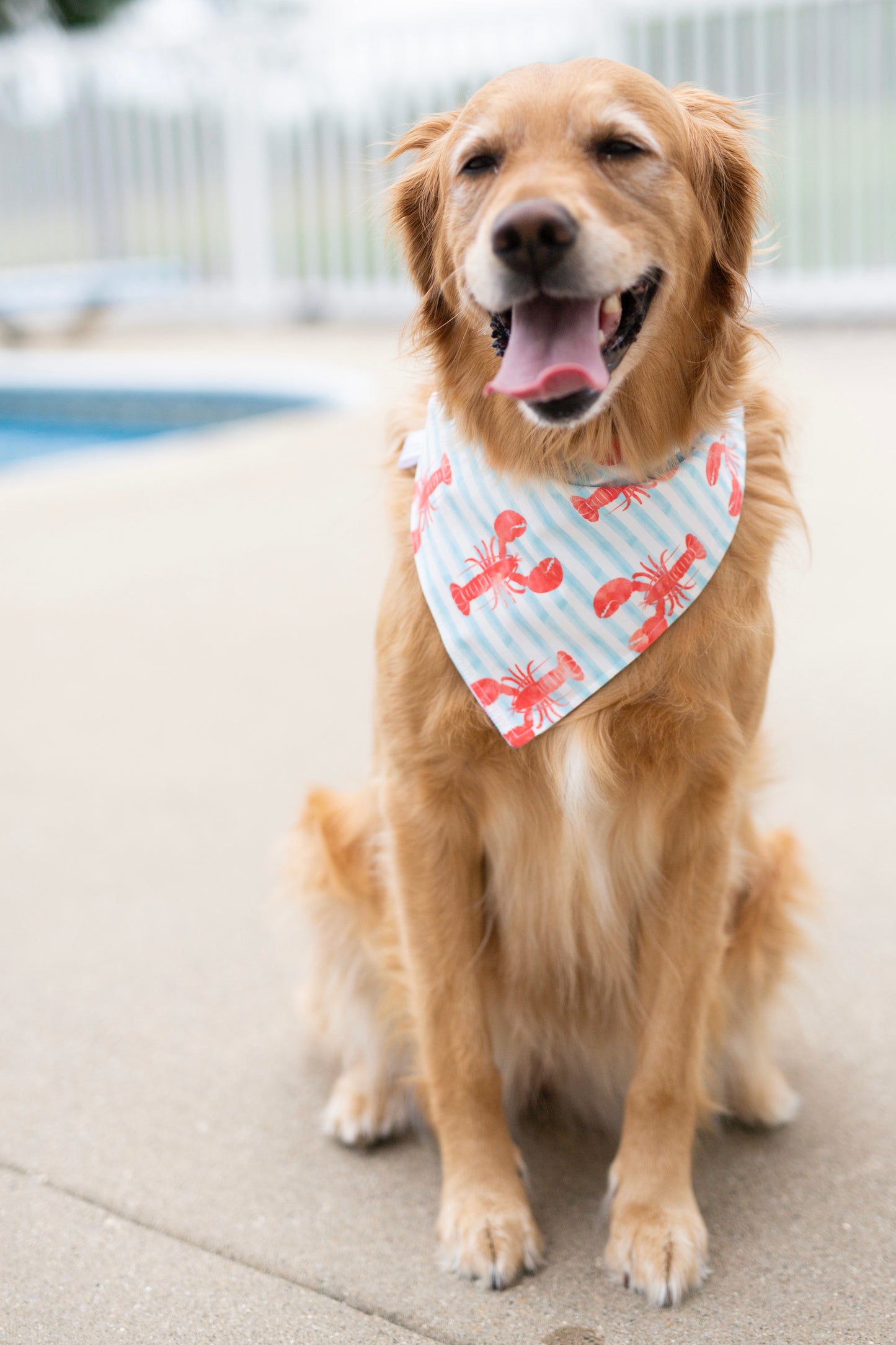 Corie REVERSIBLE - (Summer Dog Bandana)