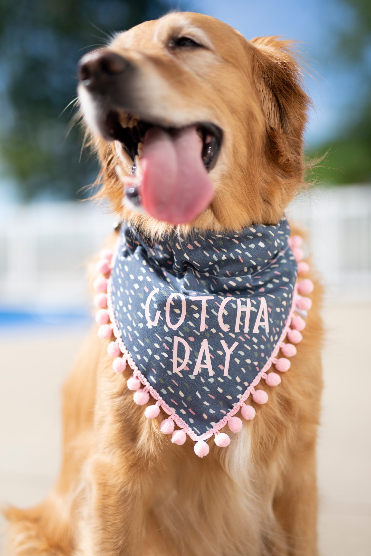 Gotcha Day Dog Bandana - Navy