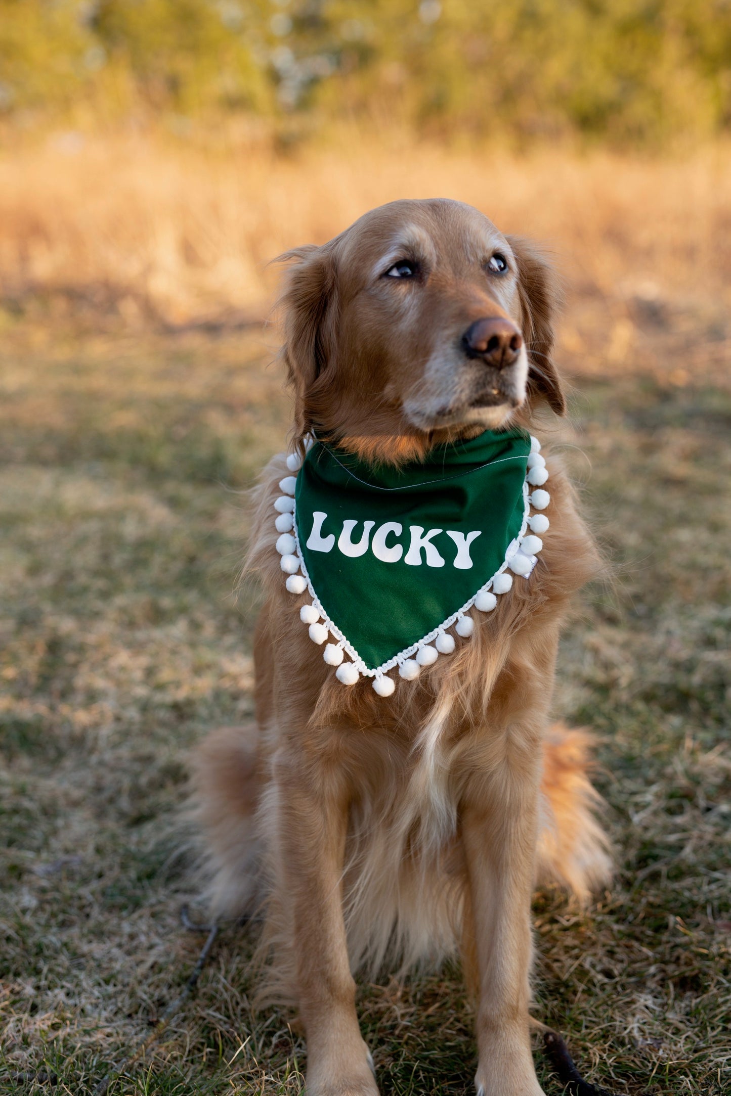 Lucky Dog bandana