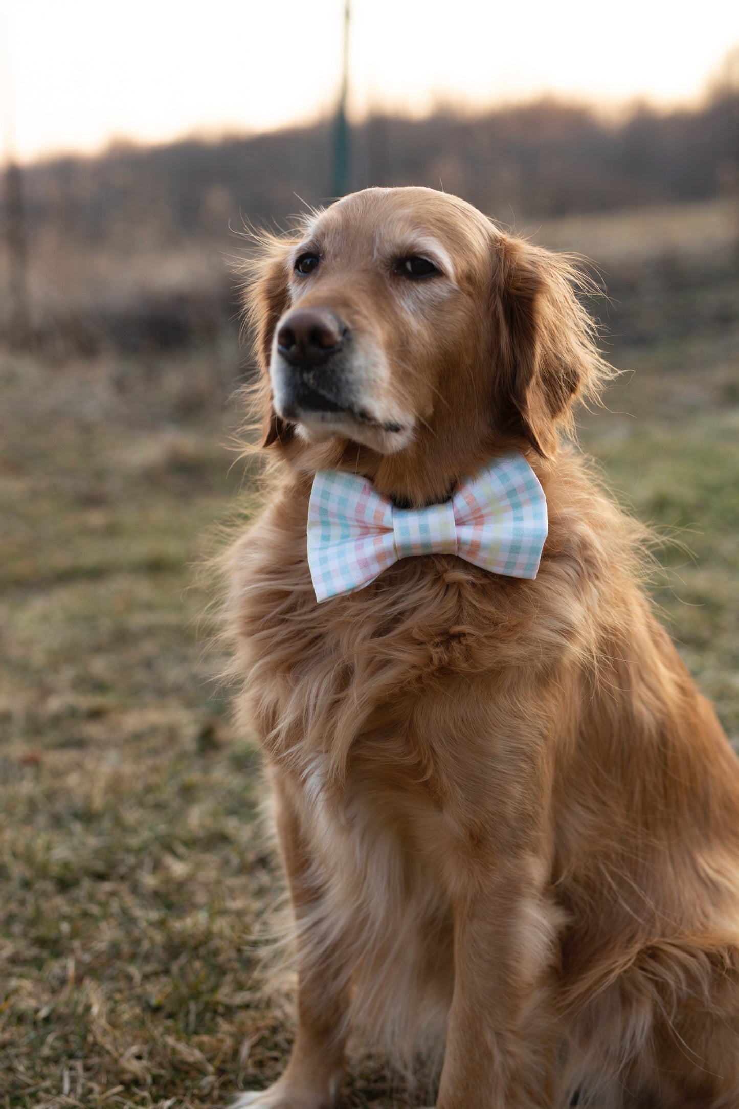 Spring Dog Bow tie - Benny