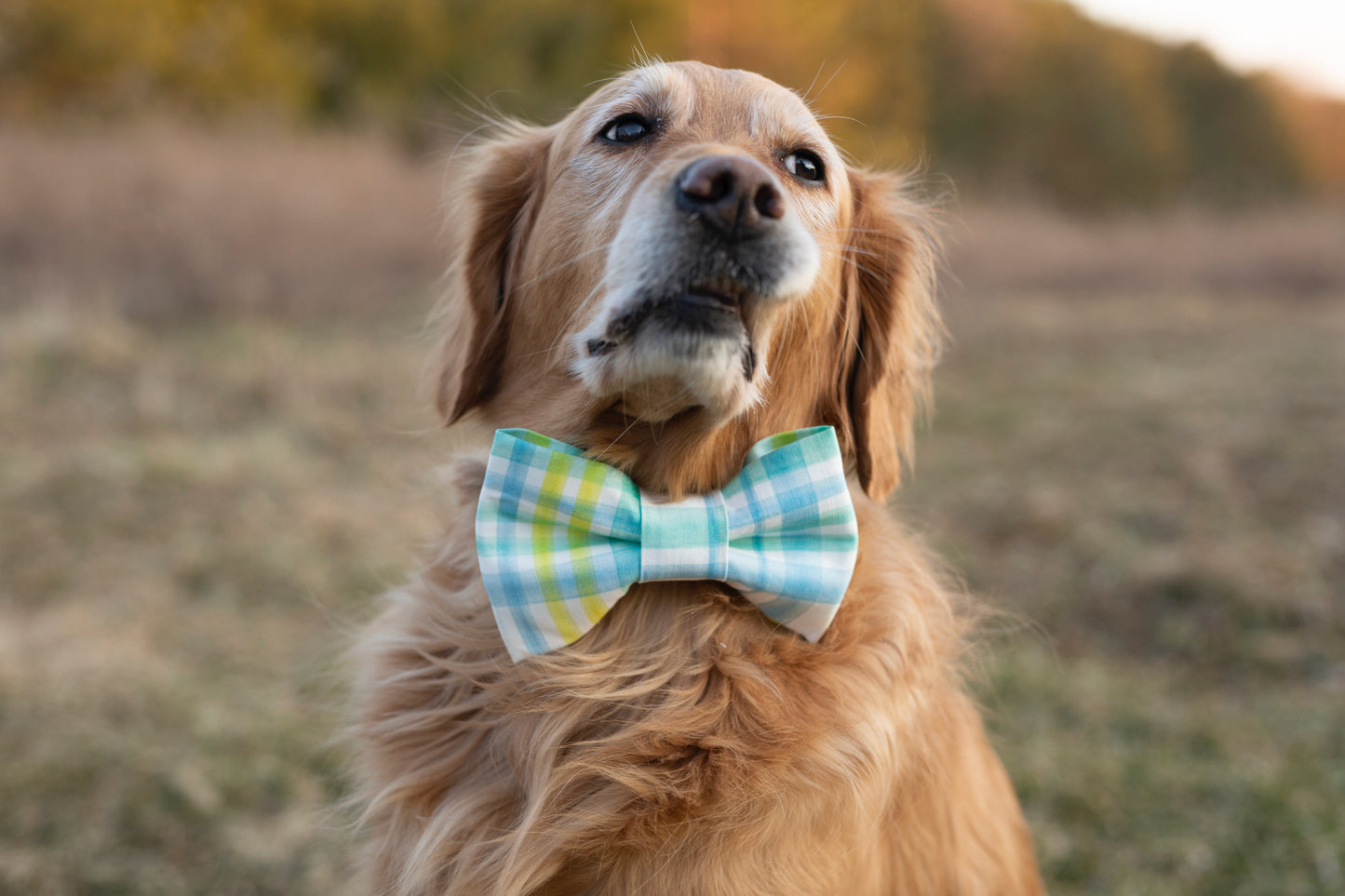 Spring Dog Bow tie - Louis