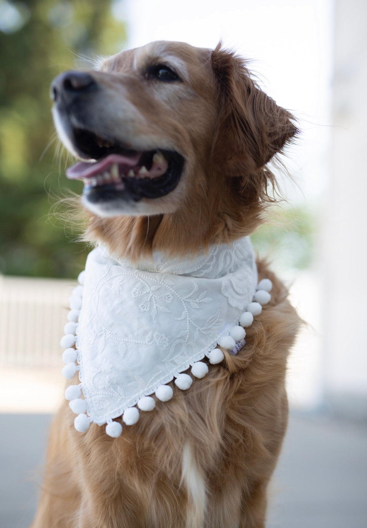 Wedding Dog Bandana - Eloise