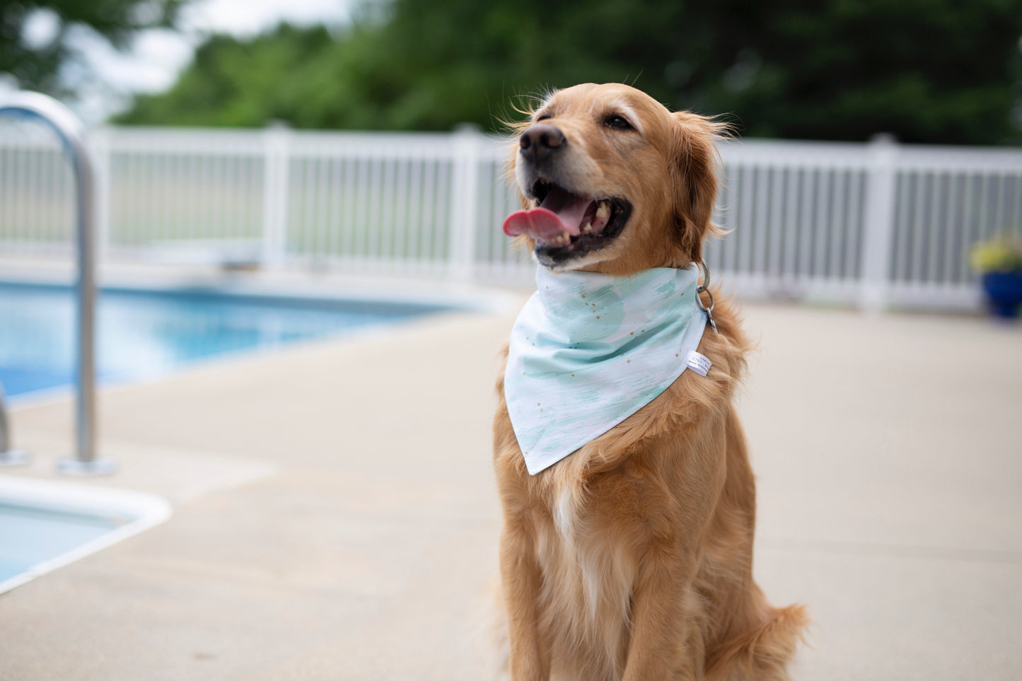 Tess ( Summer Dog Bandana)
