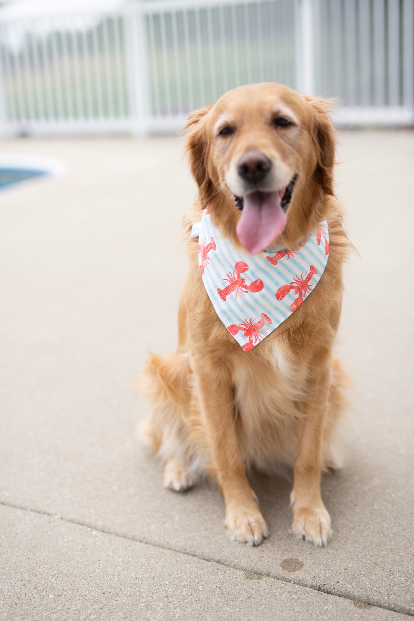 Corie REVERSIBLE - (Summer Dog Bandana)