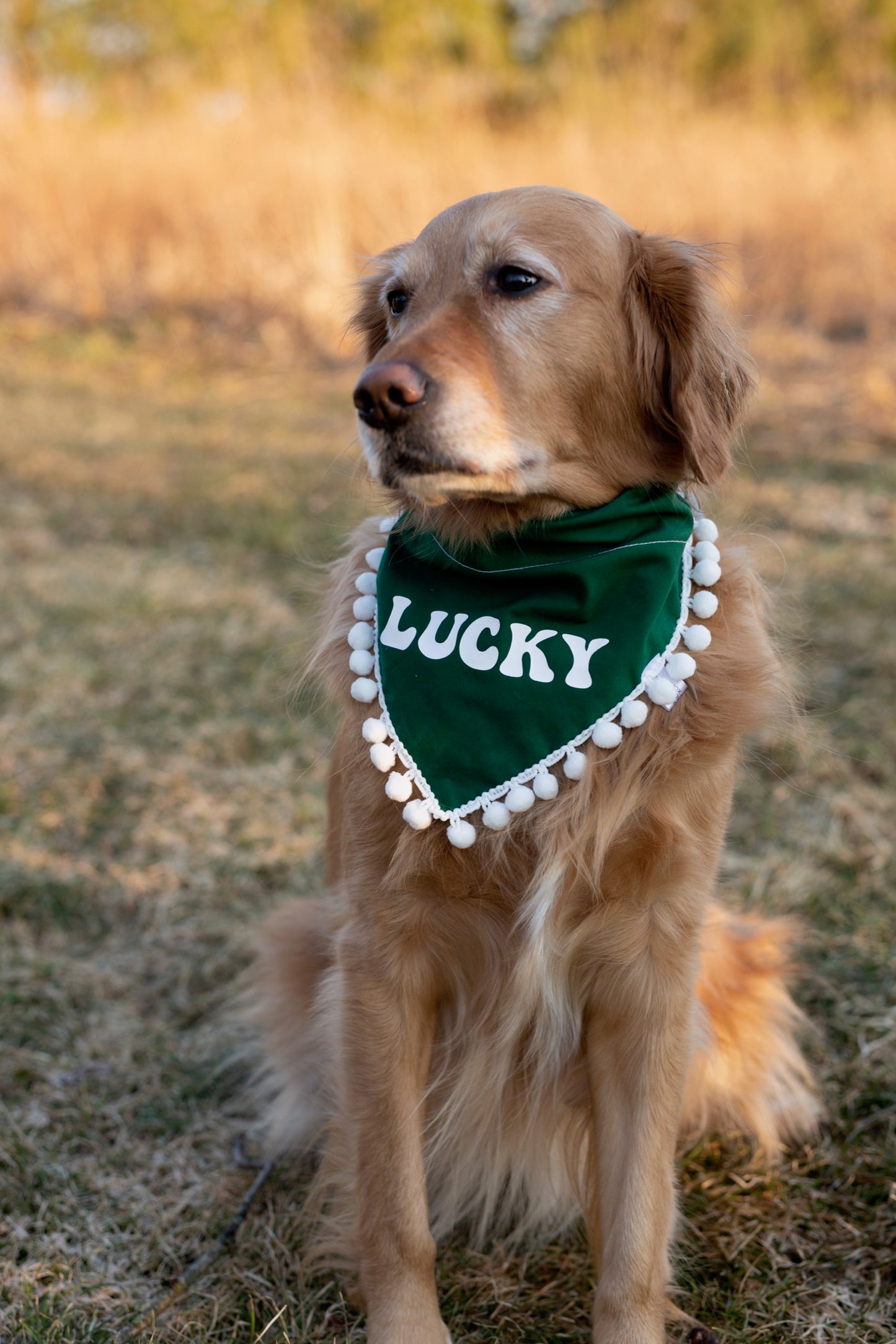 Lucky Dog bandana