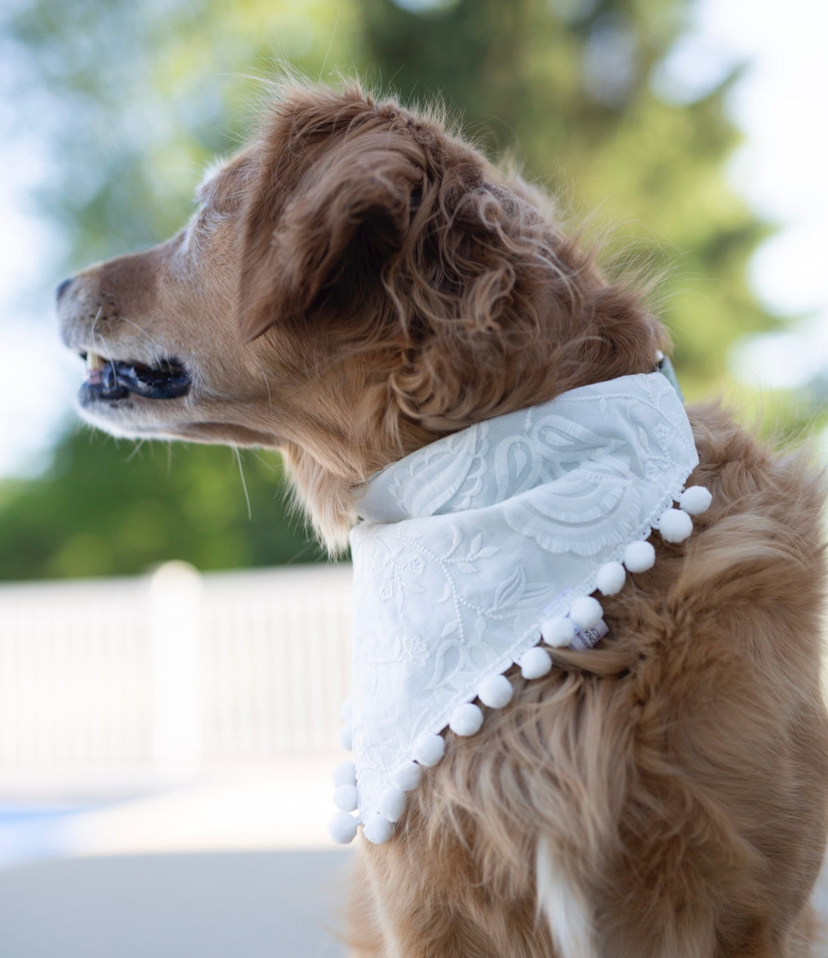 Wedding Dog Bandana - Eloise