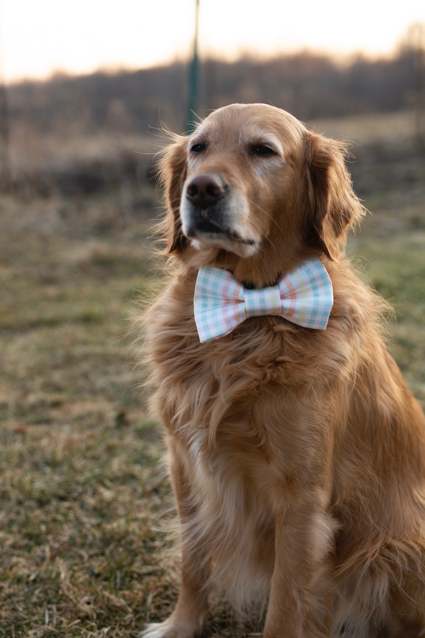 Spring Dog Bow tie - Benny