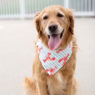 Corie REVERSIBLE - (Summer Dog Bandana)