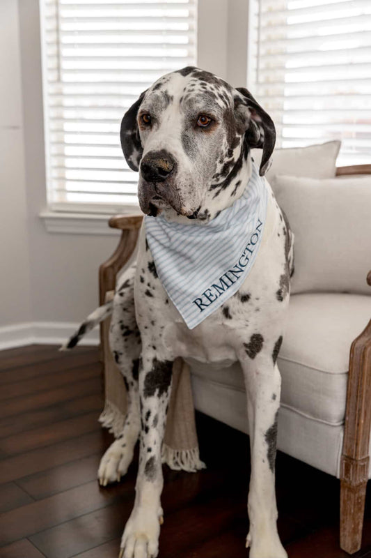 Personalized Embroidered Dog bandana - Blue stripes