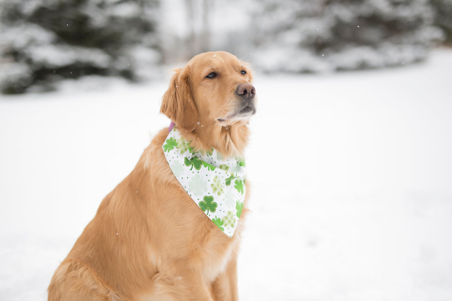 St. Patrick's Dog, St. Patrick's Day, St. Patrick's day dog bandana, St. Patty's day, St. Patty's day dog bandana, Irish dog bandana