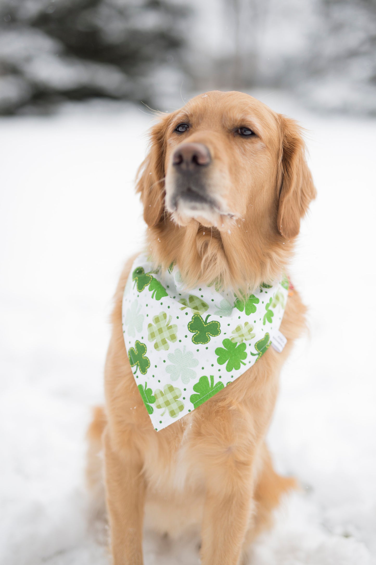 St. Patrick's Dog, St. Patrick's Day, St. Patrick's day dog bandana, St. Patty's day, St. Patty's day dog bandana, Irish dog bandana