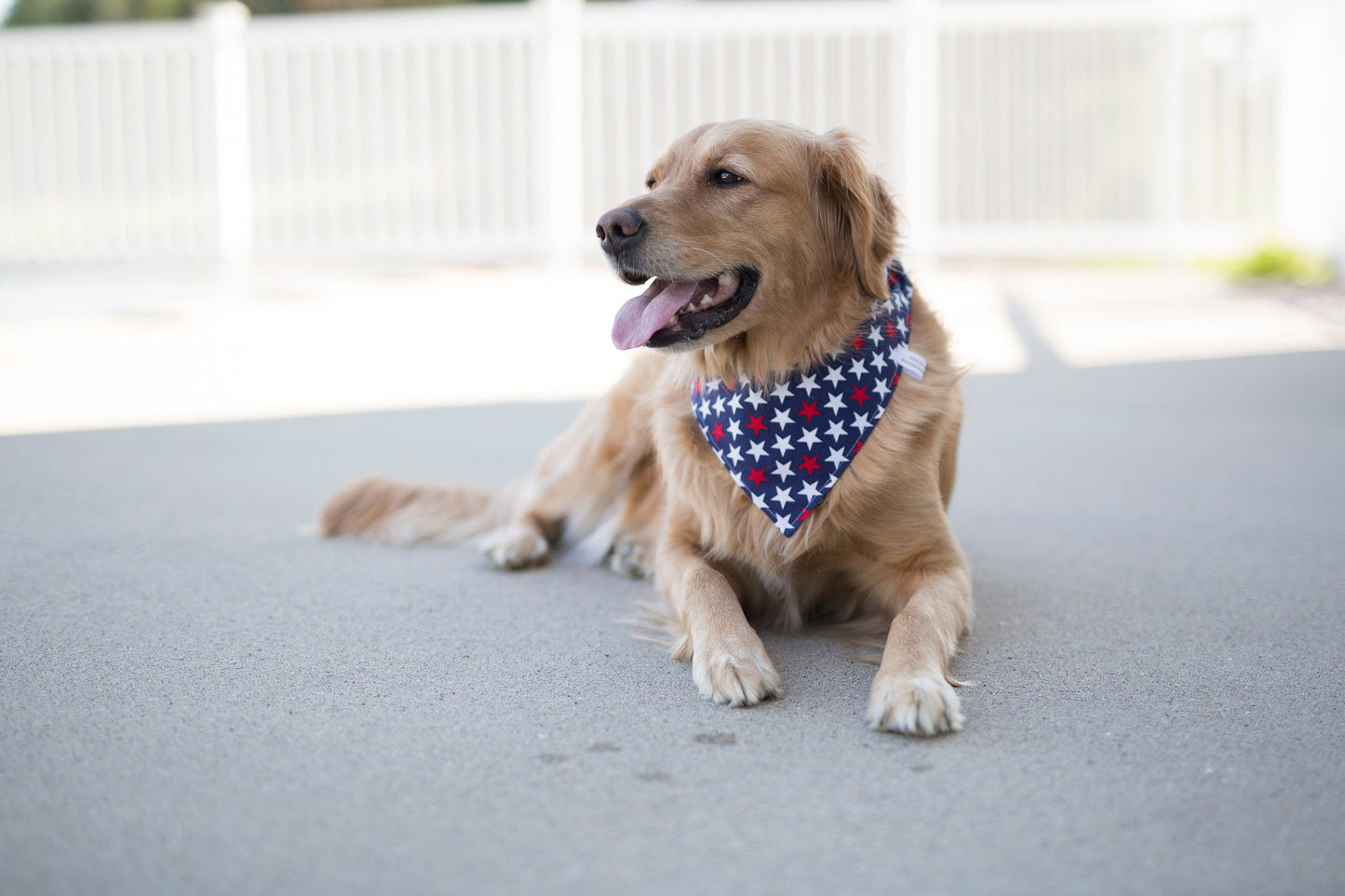 Milo (Independence Day Dog Bandana)