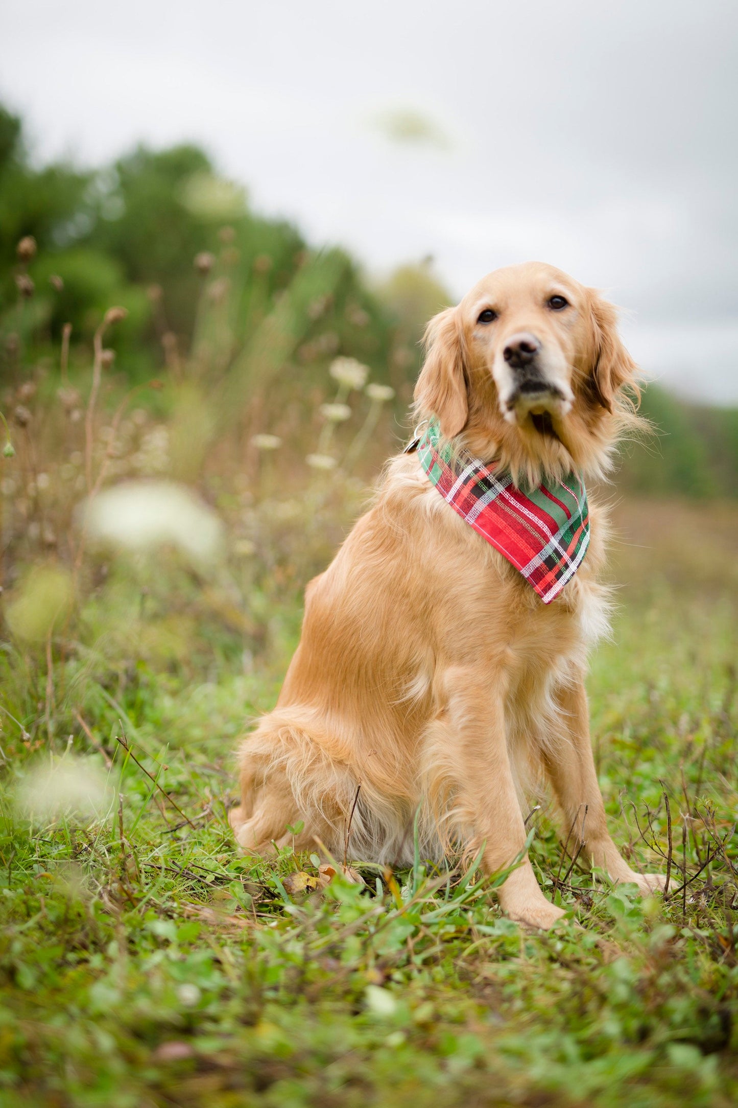 Christmas dog bandana, Christmas plaid bandana, plaid Christmas bandana, holiday dog bandana, winter dog bandana