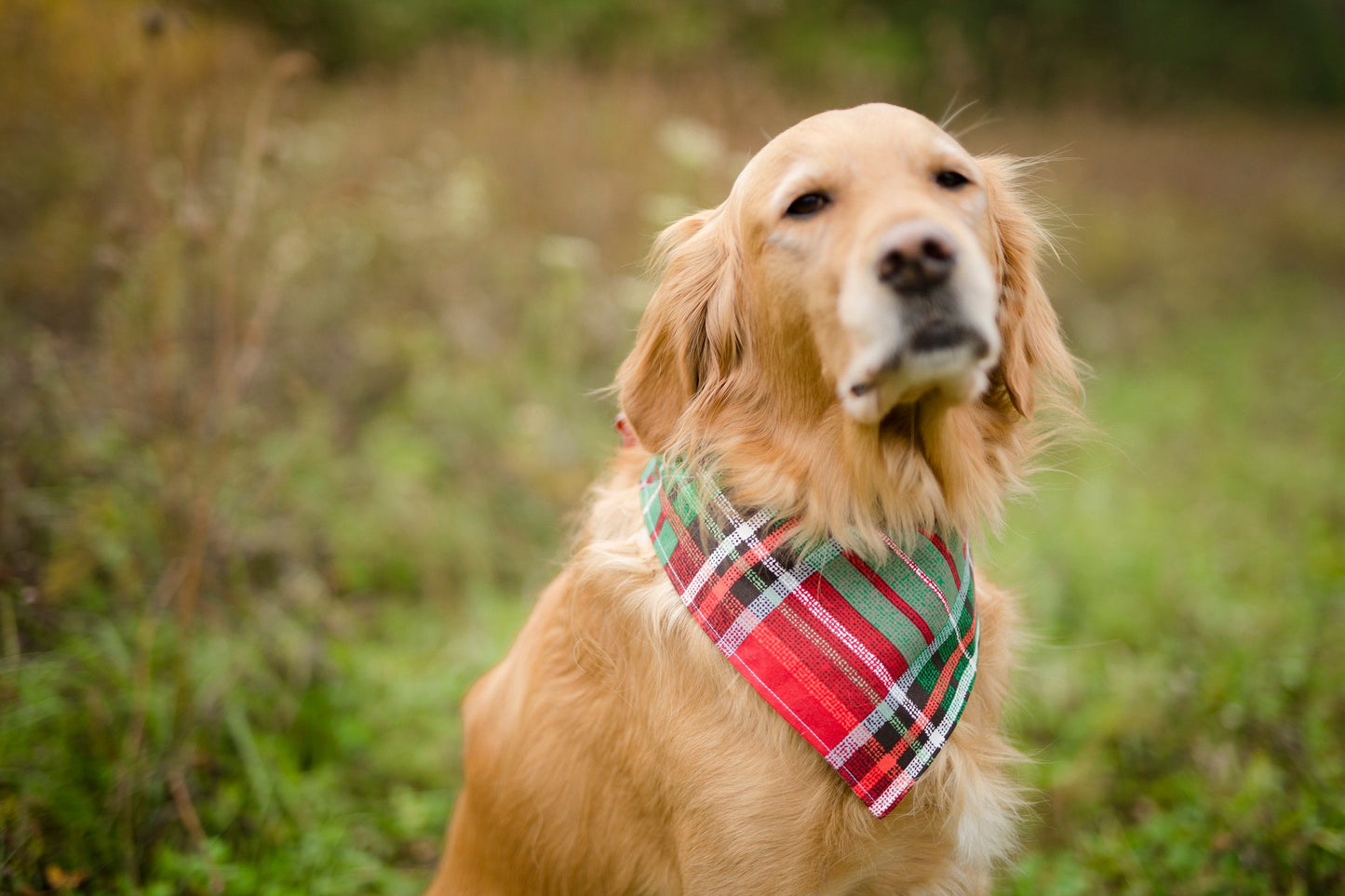 Christmas dog bandana, Christmas plaid bandana, plaid Christmas bandana, holiday dog bandana, winter dog bandana