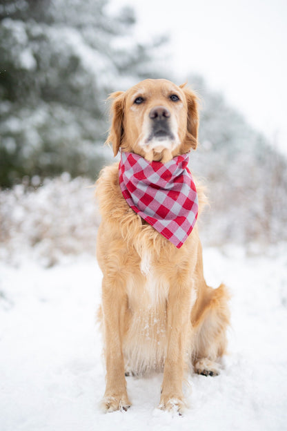 Valentine's Day - Harlow