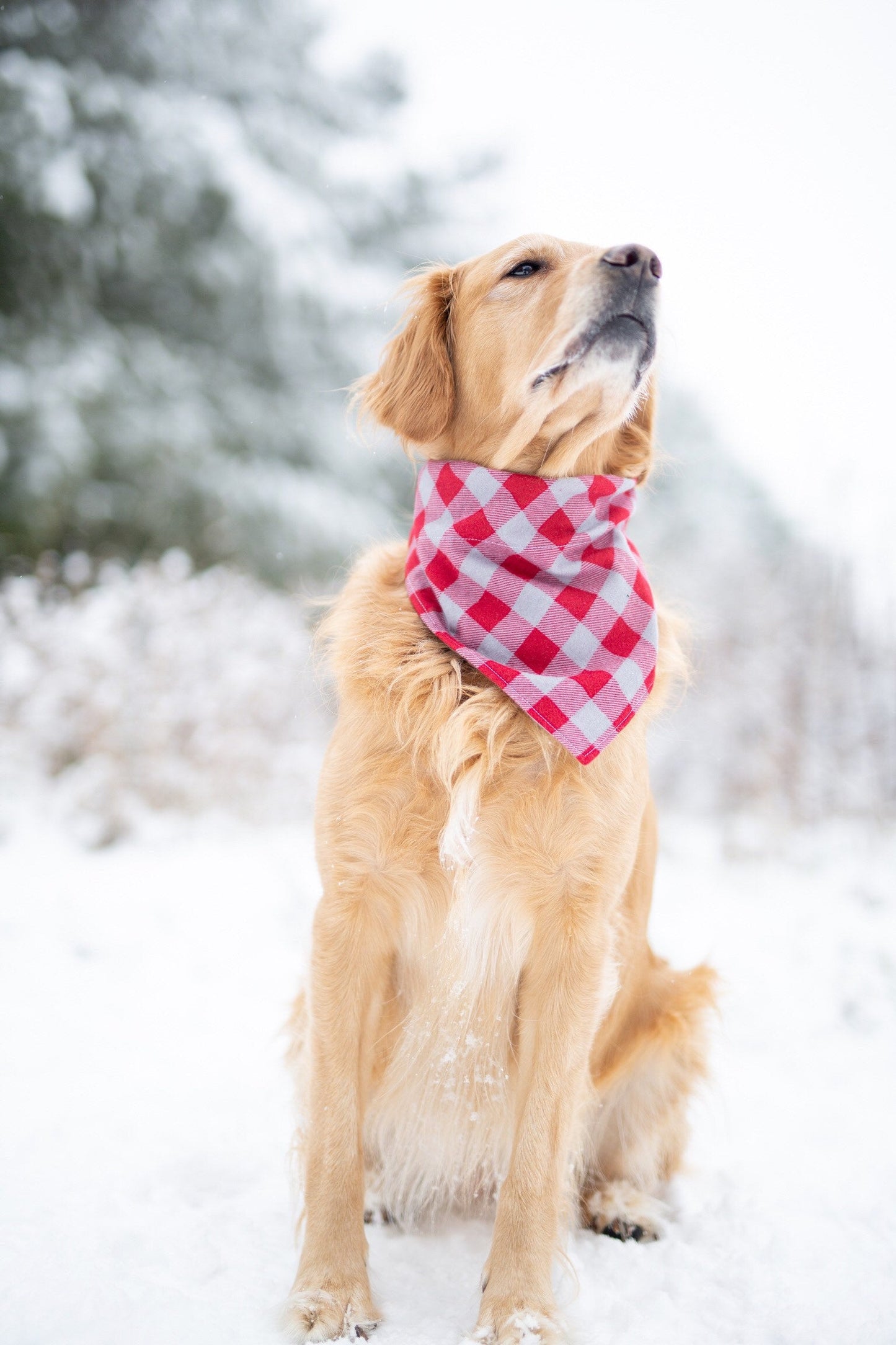 Valentine's Day - Harlow