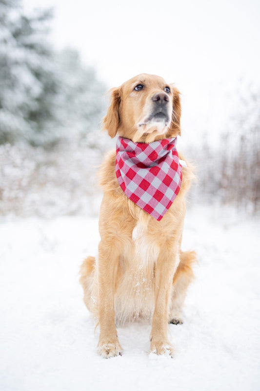 Valentine's Day - Harlow