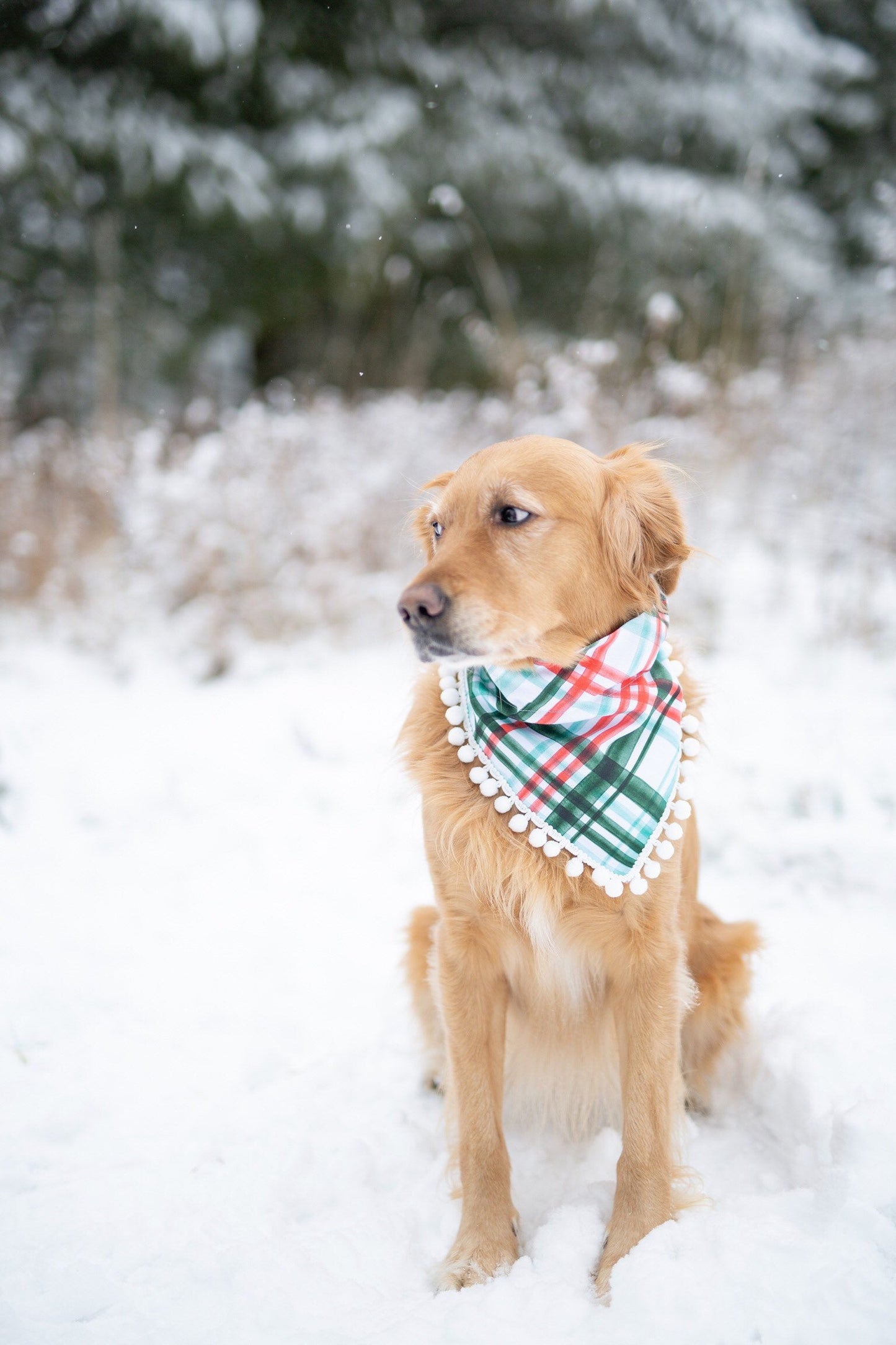 Winter Plaid Dog Bandana