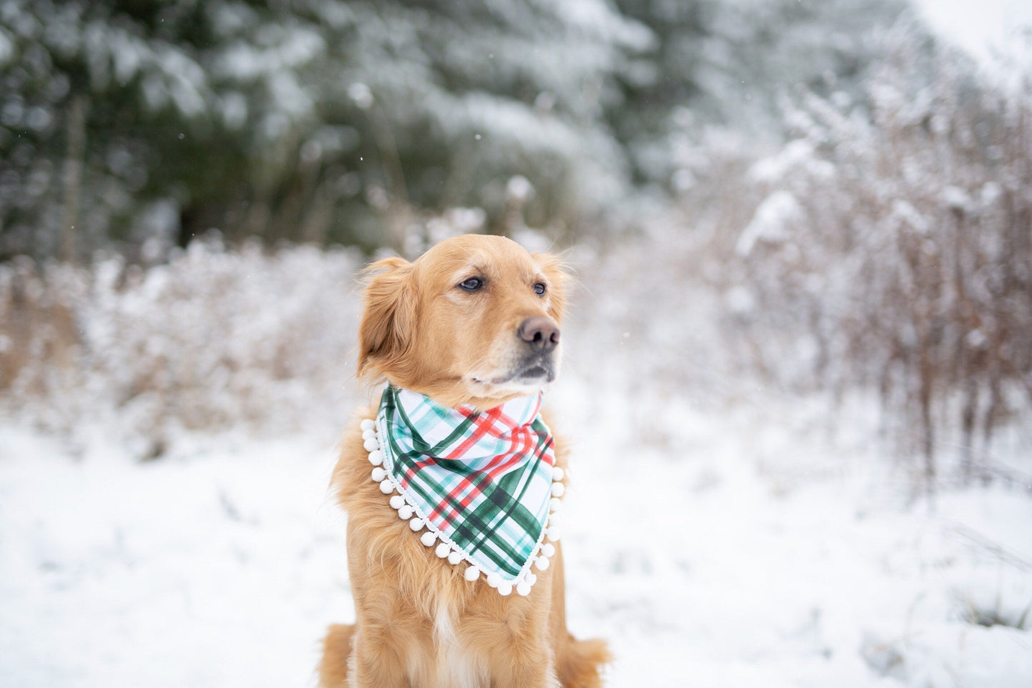 Winter Plaid Dog Bandana