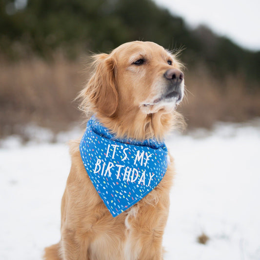 Bentley (Birthday)