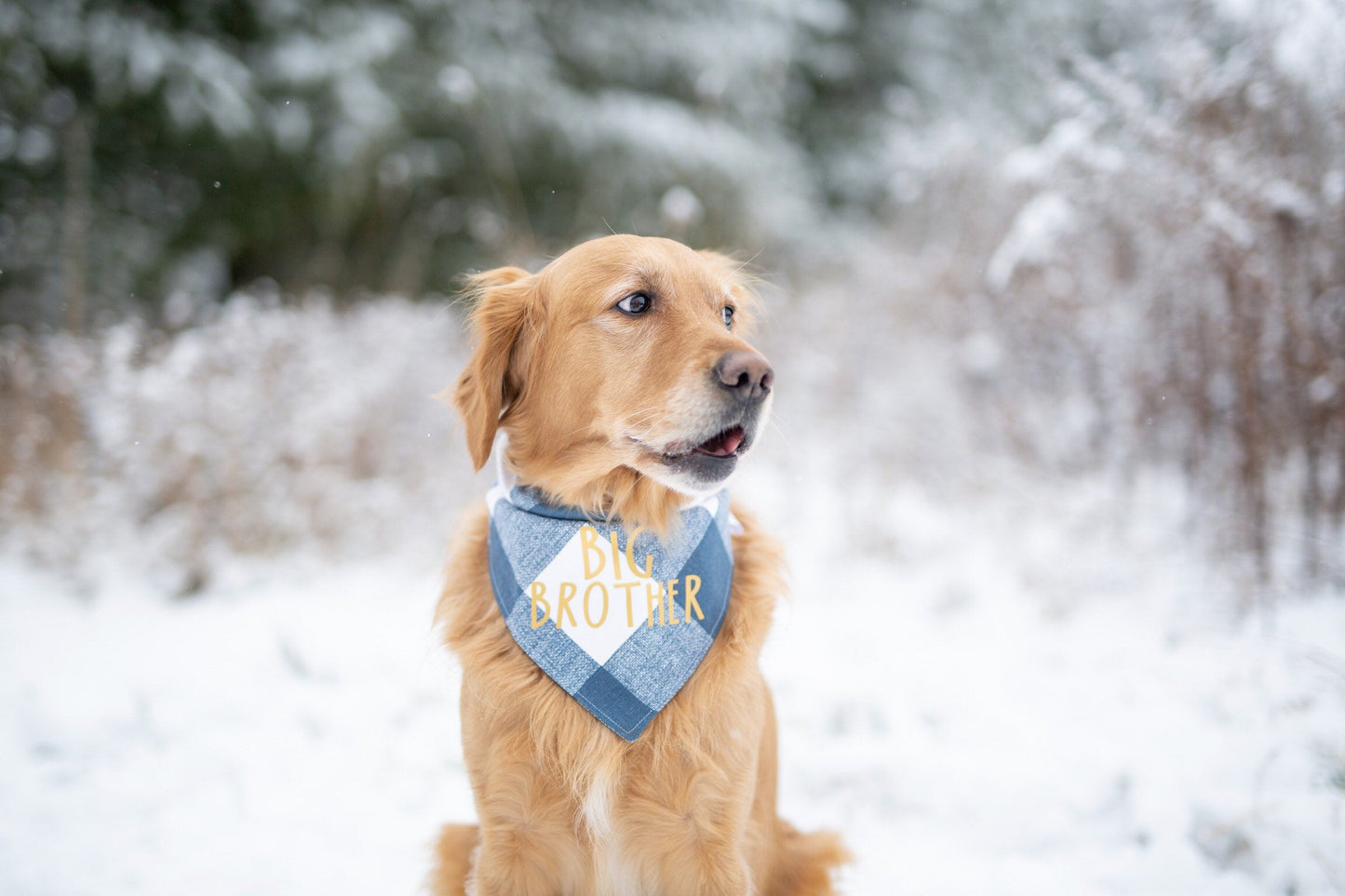 Murphy (Big Brother)