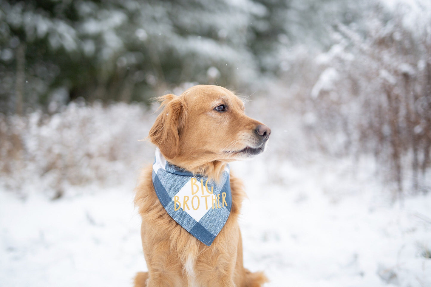 Murphy (Big Brother)