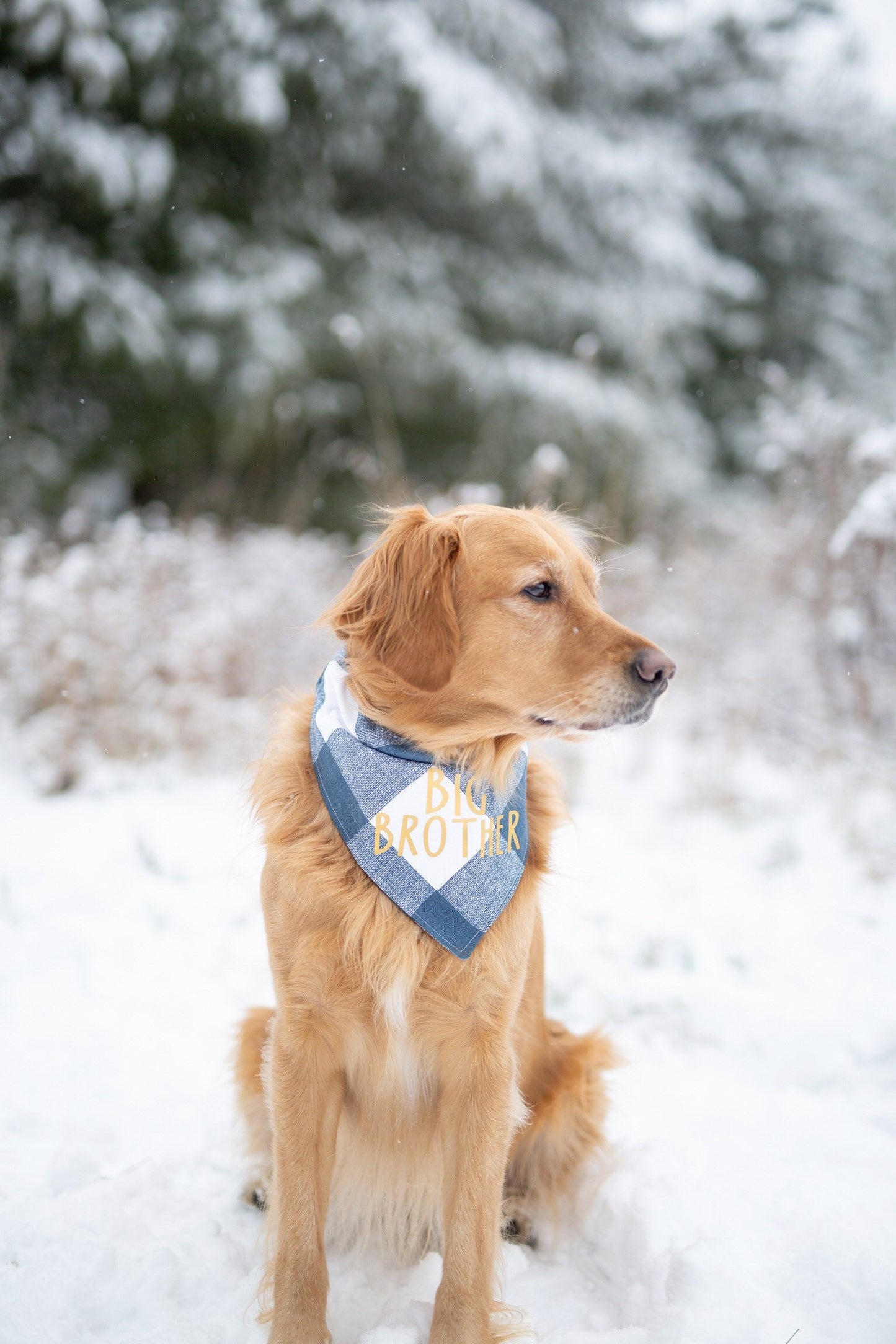 Murphy (Big Brother)