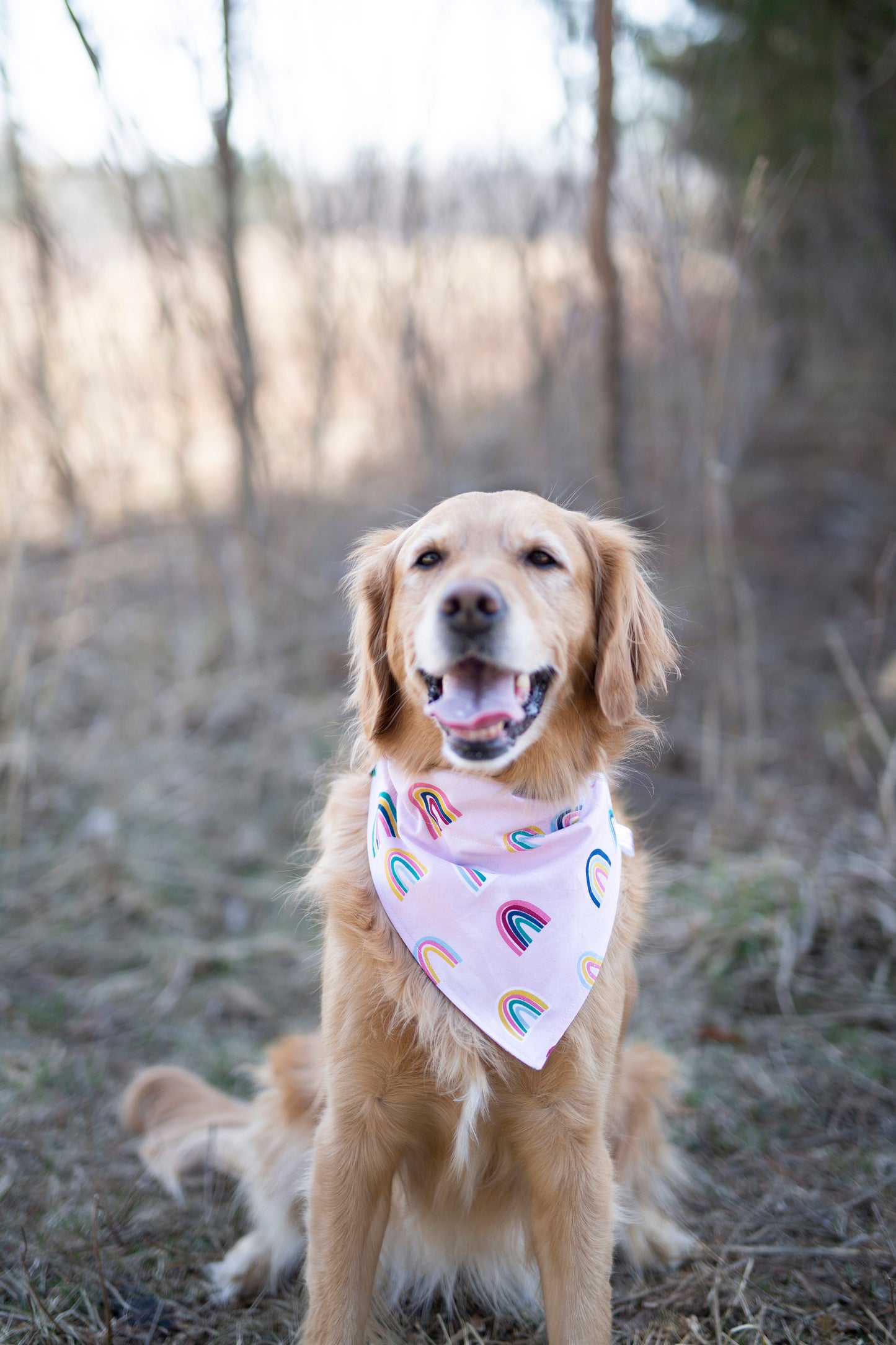 Rainbow dog bandana, rainbow baby, pregnancy announcement, pride dog bandana, over the collar dog bandana, LGBTQ, Pom Pom dog bandana, pink,