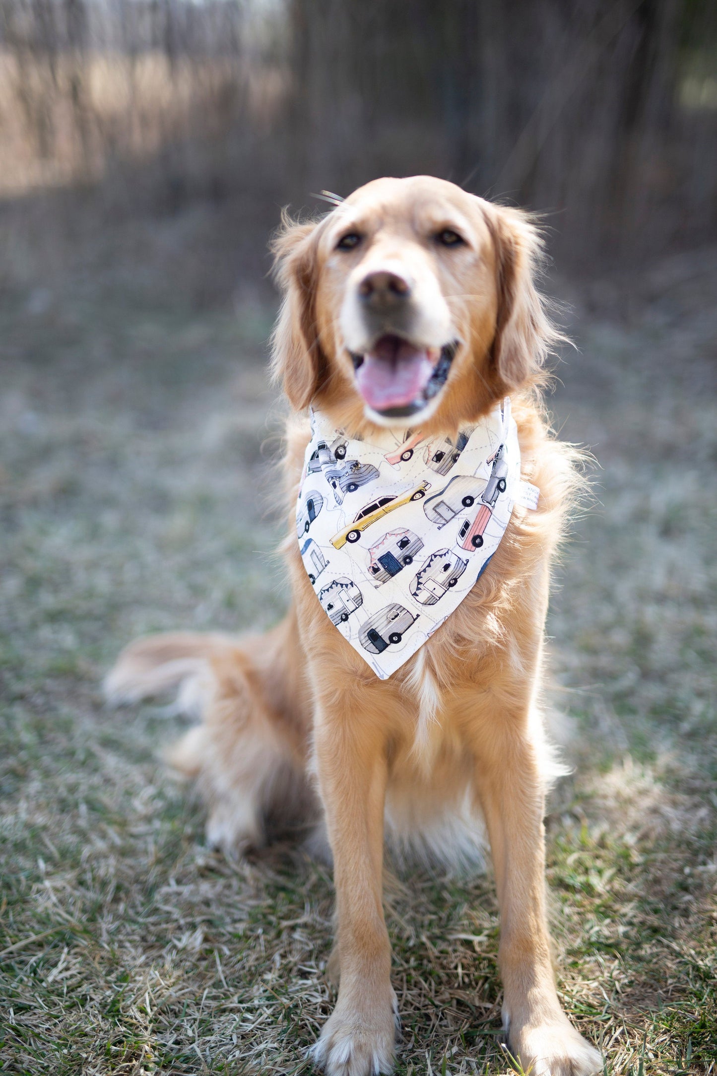 Brody (Summer Dog Bandana)