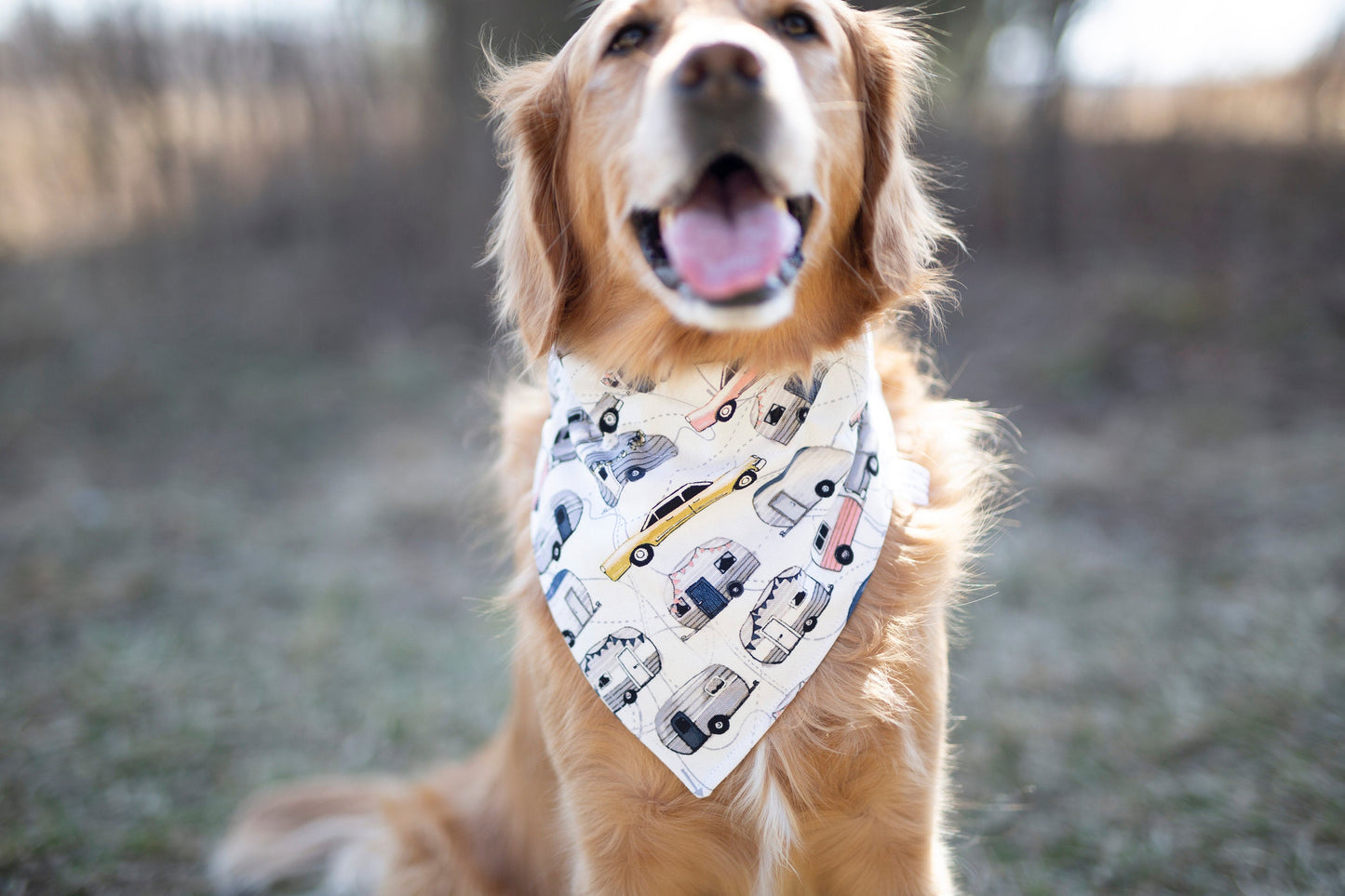 Brody (Summer Dog Bandana)