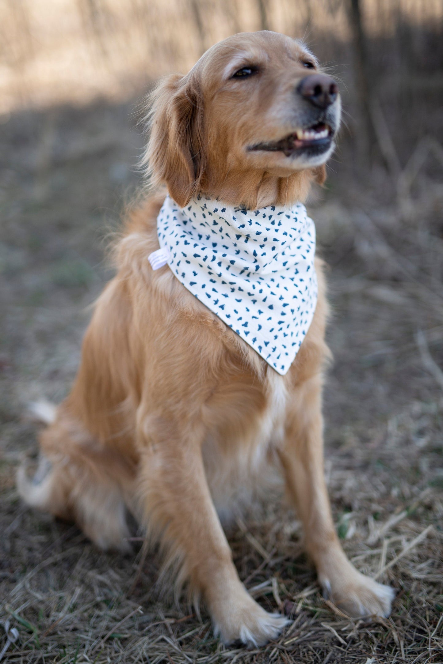 Brody (Summer Dog Bandana)